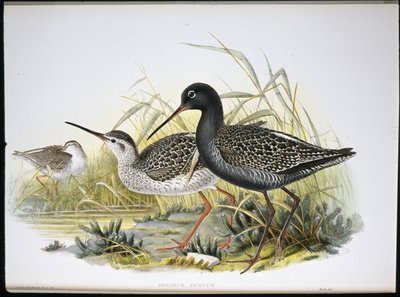 Pettegola macchiata (Totanus Fuscus) da John (after) Gould