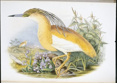 Sgarza ciuffetto (Buphus Comatus) da John (after) Gould