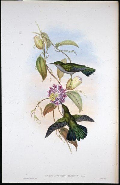 Mango di San Tommaso (Lampornis Virginalis) da John (after) Gould