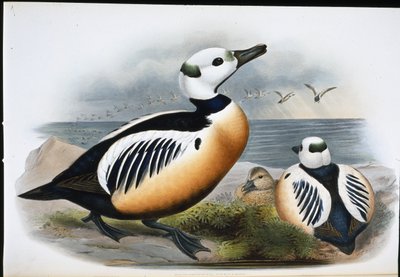 Anatra di Steller (Eniconetta Stelleri) da John (after) Gould