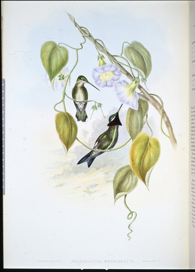 Collo striato da John (after) Gould