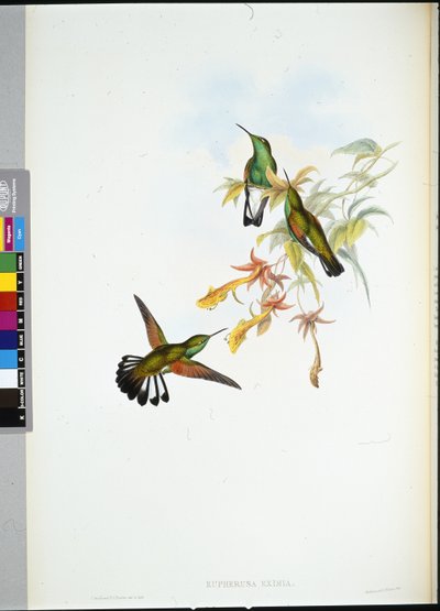 Colibrì dalla coda a strisce (Eupherusa eximia) da John (after) Gould