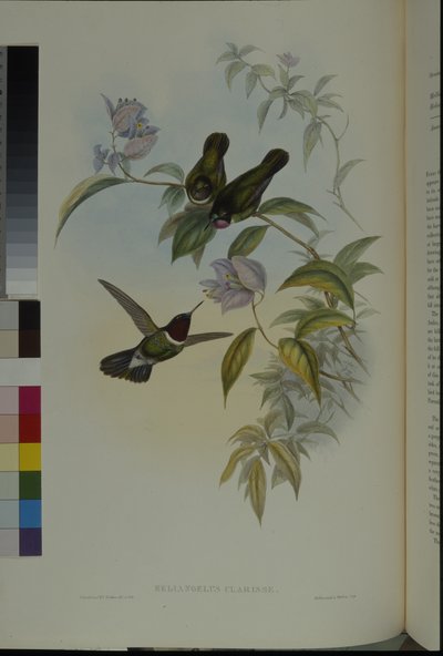 Angelo del sole (Heliangelus Clarisse) da John (after) Gould