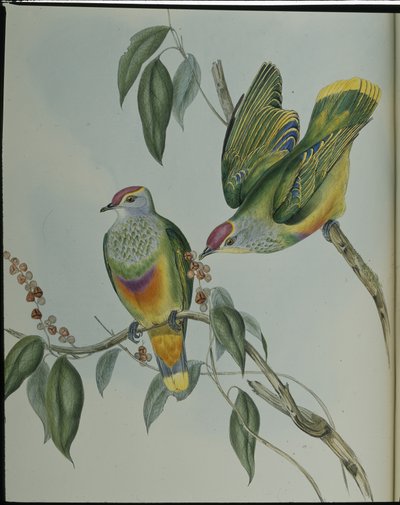 Piccione fruttato di Swainson (Ptilinopus Swainsonii) da John (after) Gould