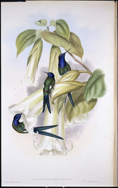 Coda di rondine (Eupetomena Hirundinacea) da John (after) Gould