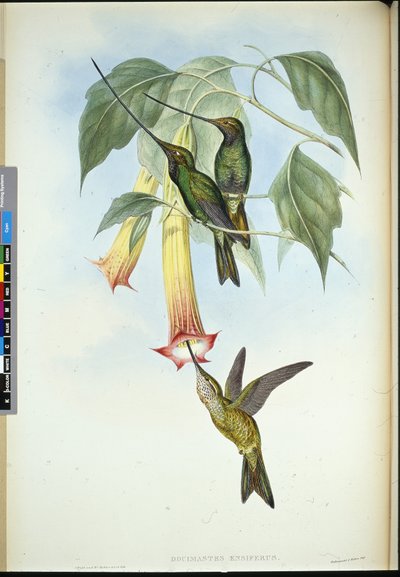 Spada-bill (Docimastes Ensiferus) da John (after) Gould