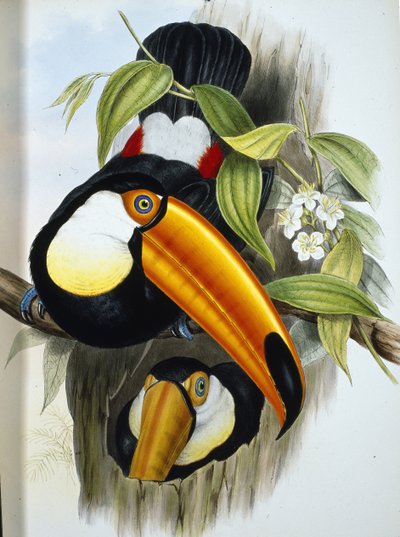 Tucano toco (Ramphastos Toco) da John (after) Gould