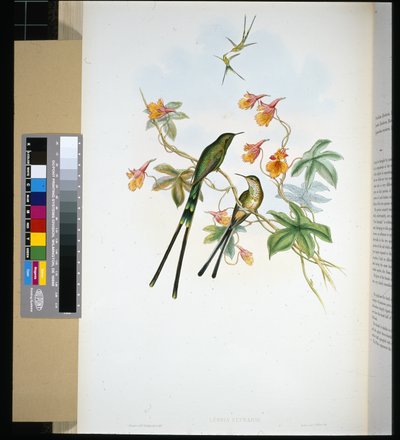 Portatore di treno (lesbia eucharis) da John (after) Gould
