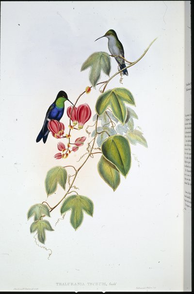 Panoplites di Tschudi (Thalurania Tschudi) da John (after) Gould