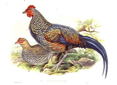Due Fagiani Asiatici (Gallus Sonneratii) incisi dall