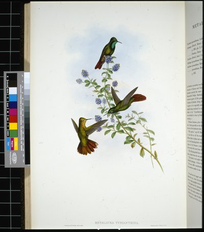 Coda di Tirio (metallura Tyrianthina) da John (after) Gould