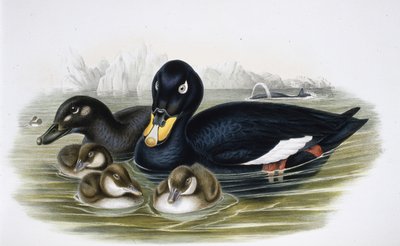 Orchetto marino (Oidemla fusca) da John (after) Gould