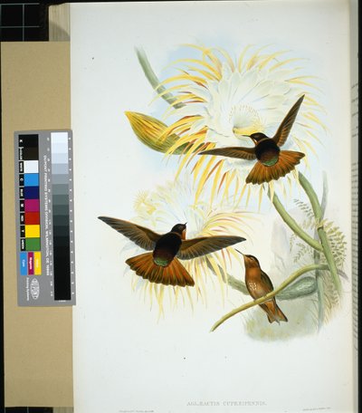 Stenura venezuelana (panychlora stenura) e (panychlora Russata) da John (after) Gould