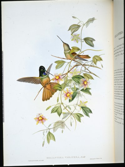 Stella frontale dalla gola viola (Helianthea violifera) da John (after) Gould