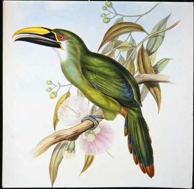 Becco scanalato di Wagler (Aulacoramphus Wagleri) da John (after) Gould