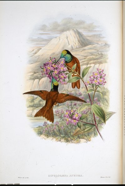 Colibrì arcobaleno di Warszewicz (Diphlogaena Aurora) da John (after) Gould