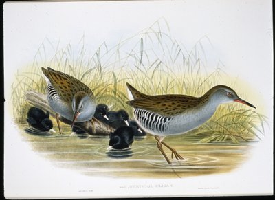 Rallo acquatico (Rallus Aquaticus) da John (after) Gould