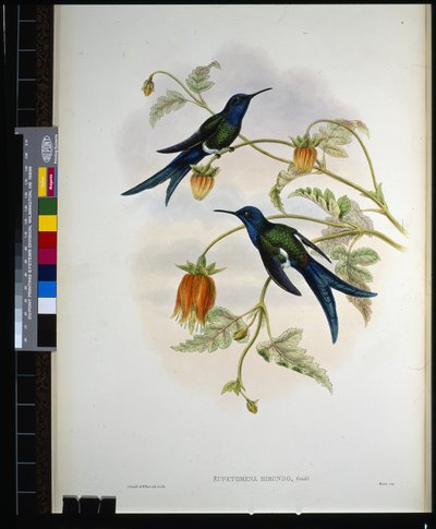 Coda di rondine occidentale (Eupetomena hirundo) da John (after) Gould