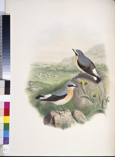 Culbianco (Oenanthe oenanthe) da John (after) Gould