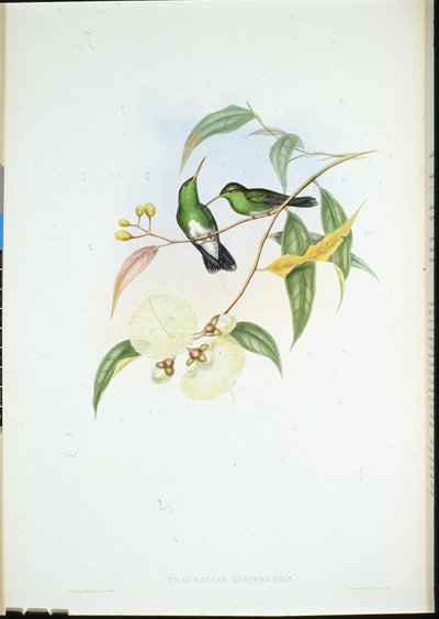 Smeraldo dal ventre bianco da John (after) Gould