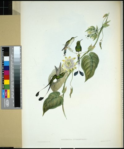 Coda a racchetta con stivali bianchi (spathura Underwoodi) da John (after) Gould