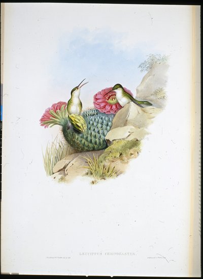 Leucippus dal petto bianco da John (after) Gould