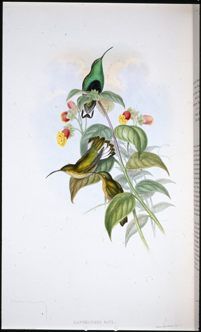 Petto di velluto dalla coda bianca (Lafresnaya gayi) da John (after) Gould