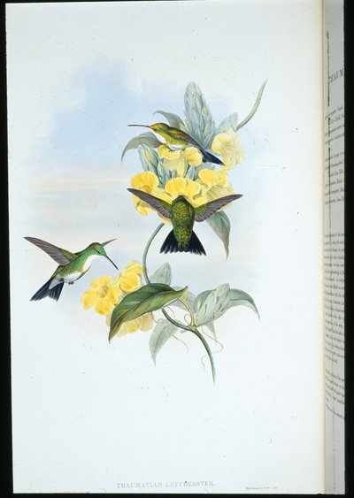 Smeraldo dalla gola bianca (Thaumatias Leucogaster) da John (after) Gould