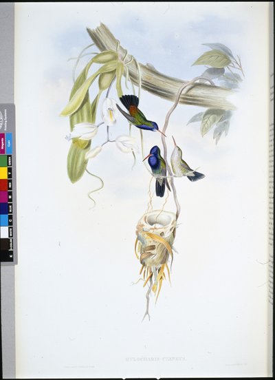 Zaffiro dalla gola bianca (Hylocharis Cyaneus) da John (after) Gould