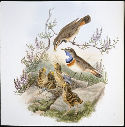 Petto blu dalla gola bianca (Cyanecula Leucocyana) da John (after) Gould