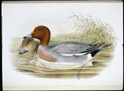 Fischione (Mareca Penelope) da John (after) Gould
