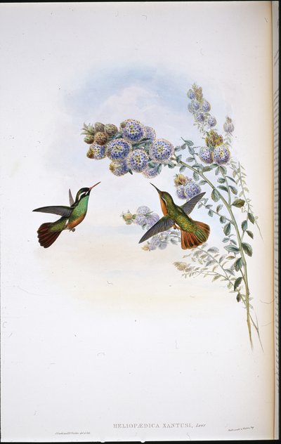 Colibrì di Xantus (Heliopaedica Xantusi) da John (after) Gould