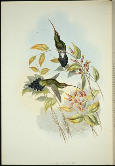 Eremita di Yarquian (Phaerthornis Yarugui) da John (after) Gould