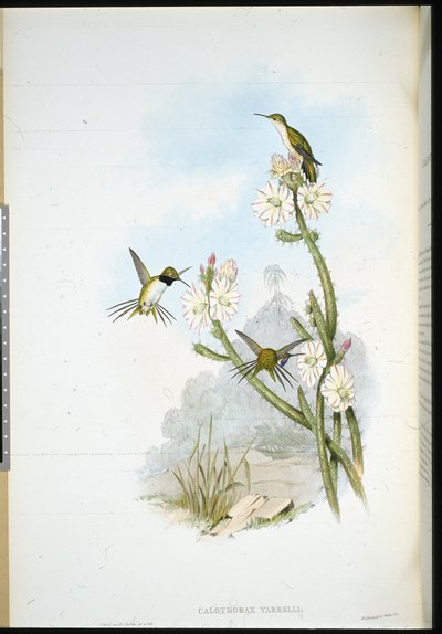 Coda a racchetta di Yarrell (Calothorax yarrelli) da John (after) Gould