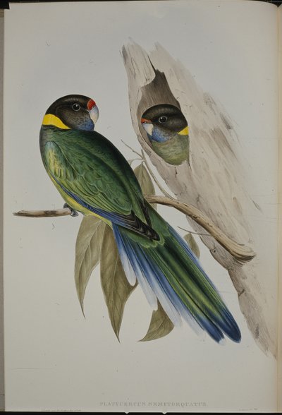 Parrocchetto dal collare giallo (Platycercus Semitorquatus) da John (after) Gould