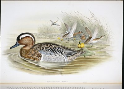 Querquedula circia da John (after) Gould