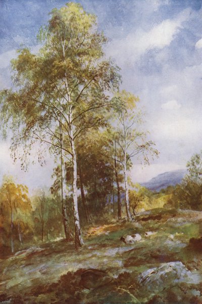Betulle argentate da John (after) MacWhirter