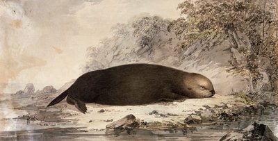 Lontra marina, incisione dopo disegno di John Webber durante il terzo viaggio di James Cook da John (after) Webber