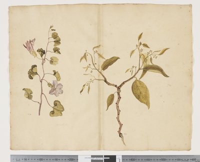 Ipomea Pes, caprae; Celtis paniculata da John (attr. to) Doody