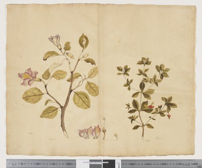 Lagunaria Patersonia; Alyxia gynopogon da John (attr. to) Doody