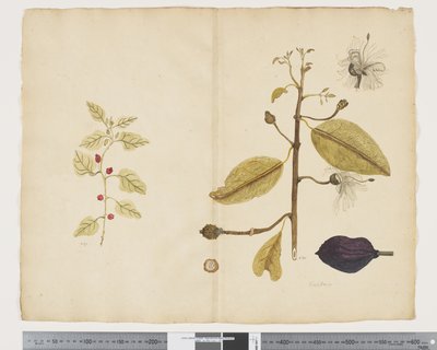 Tetragonia implexicoma; Caparis nobilis 
