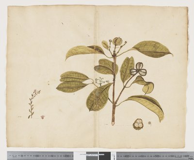 Samolus repens; Baloghia lucida, c.1790-95 da John (attr. to) Doody