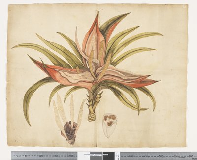 F.1 Freycinetia baueriana, c.1790-95 da John (attr. to) Doody