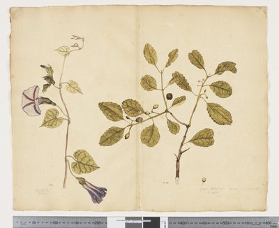 F.24 Ipomoea congesta; Elaeodendron curtipendulum, c.1790-95 da John (attr. to) Doody
