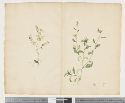 Euphorbia sparrmannii; Lobelia alata da John (attr. to) Doody