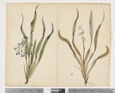 F.29 Dianella intermedia, c.1790-95 da John (attr. to) Doody