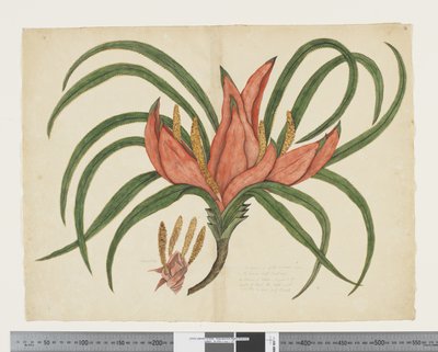 F.36 Freycinetia baueriana, c.1790-95 da John (attr. to) Doody