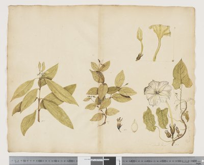 Wickstroemia Australis; Ipomea da John (attr. to) Doody