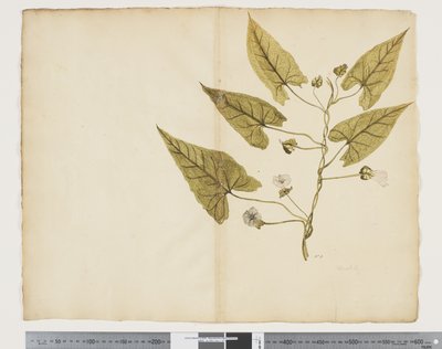 Calystegia affinis da John (attr. to) Doody
