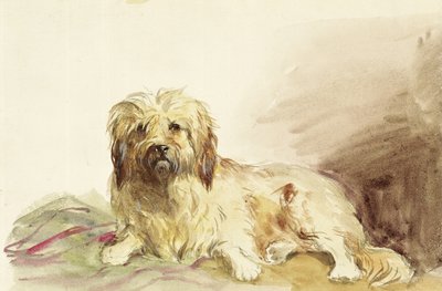 Il cane dell
